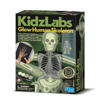 Набір для експериментів 4М Світний скелет людини (00-03375)