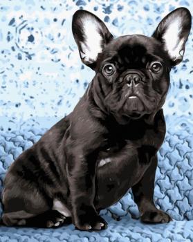 Картина за номерами "Чорний бульдог" Rainbow Art GX43272