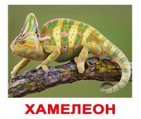 Екзотичні тварини. Картки Домана. Вундеркінд з пелюшок