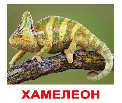 Екзотичні тварини. Картки Домана. Вундеркінд з пелюшок