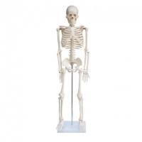 Скелет людини