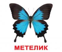 Великі картки з фактами Комахи укр