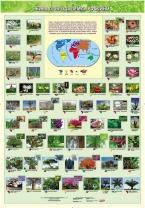 Жива природа землі. Рослини