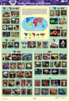 Жива природа землі. Гриби