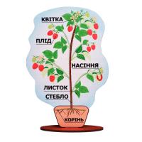 Модель будови рослин (на підставці). А381