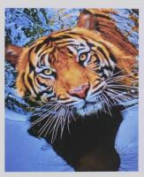 Картина за номерами + Алмазна мозаїка 2в1 YGJ 74697 (30) 50х40см