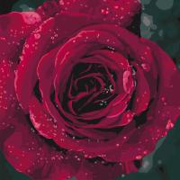 Картина по номерам - Троянда (КНО3038) 