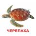 ЛАМІНОВАНІ КАРТКИ ДОМАНА “МЕШКАНЦІ ВОДОЙМ” УКРАЇНСЬКОЮ