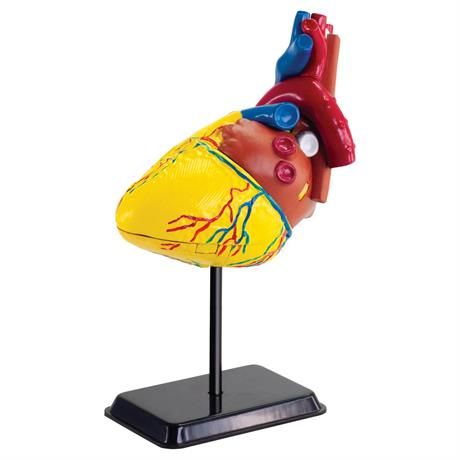 Набір для дослідження Edu-Toys Model серця людини збірна, 14 см (SK009)